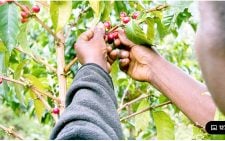 Coffee farmers seek one-year extension on payment system
