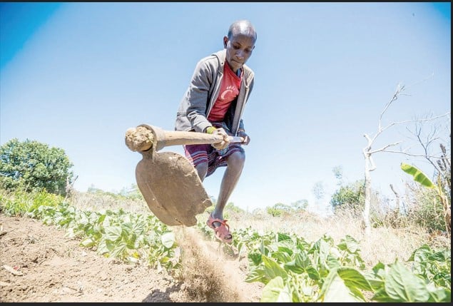 Food and farming systems fight to survive in a hot, dry world