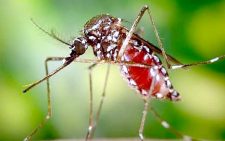 Mombasa grapples with new Chikungunya viral outbreak